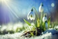 Galanthus nivalis or common snowdrop - blooming white flowers in early spring. generative AI Royalty Free Stock Photo