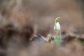 Galanthus nivalis or common snowdrop Royalty Free Stock Photo