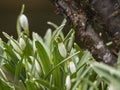 Galanthus nivalis in field in Iceland Royalty Free Stock Photo