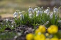 Galanthus nivalis flowering plants, bright white common snowdrop in bloom in sunlight Royalty Free Stock Photo