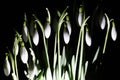 Galanthus nivalis at night