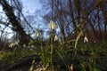 Galanthus nivalis, the snowdrop or common snowdrop Royalty Free Stock Photo