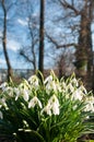 Galanthus nivalis - the snowdrop is widely grown in gardens, in northern Europe, and is widely naturalised in woodlands Royalty Free Stock Photo