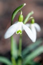 Galanthus nivalis - the snowdrop is widely grown in gardens, in northern Europe, and is widely naturalised in woodlands Royalty Free Stock Photo