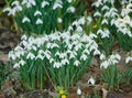 Galanthus nivalis was described by the Swedish botanist Carl Linnaeus in his Species Plantarum in 1753, and