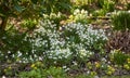 Galanthus nivalis was described by the Swedish botanist Carl Linnaeus in his Species Plantarum in 1753, and