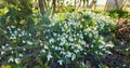 Galanthus nivalis was described by the Swedish botanist Carl Linnaeus in his Species Plantarum in 1753, and