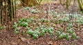 Galanthus nivalis was described by the Swedish botanist Carl Linnaeus in his Species Plantarum in 1753, and