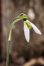 Galanthus - one of the most famous harbingers of spring