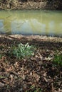 Galanthus, snowdrop, is a bulbous perennial herb of the Amaryllidaceae family on the banks of a river in the wild. Berlin, Germany