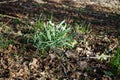 Galanthus, snowdrop, is a bulbous perennial herb of the Amaryllidaceae family on the banks of a river in the wild. Berlin, Germany