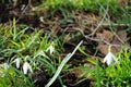 Galanthus, snowdrop, is a bulbous perennial herb of the Amaryllidaceae family on the banks of a river in the wild. Berlin, Germany