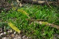 Galanthus, snowdrop, is a bulbous perennial plant of the Amaryllidaceae family that grows wild in the March forest. Berlin