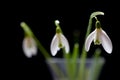 Galanthus or Snowdrop Flowers