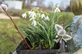 Galanthus flowers bloom in a garden pot, adding beauty to the natural landscape
