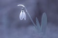 Galanthus or snowdrop Royalty Free Stock Photo