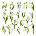 Galanthus or Snowdrop with Green Leaves and White Drooping Bell Shaped Flower Vector Set