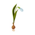 Galanthus or Snowdrop with Linear Leaves and Single Drooping Bell Shaped Flower Vector Illustration