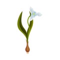 Galanthus or Snowdrop with Linear Leaves and Single Drooping Bell Shaped Flower Vector Illustration