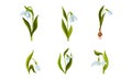 Galanthus or Snowdrop with Linear Leaves and Single White Drooping Bell Shaped Flower Vector Set Royalty Free Stock Photo