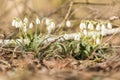 Galanthus - snowdrop - Spring flower Royalty Free Stock Photo