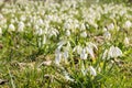 Galanthus - snowdrop - Spring flower Royalty Free Stock Photo