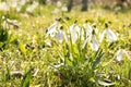 Galanthus - snowdrop - Spring flower Royalty Free Stock Photo