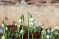 Galanthus Turncoat snowdrops Royalty Free Stock Photo