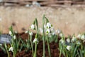 Galanthus Turncoat snowdrops Royalty Free Stock Photo