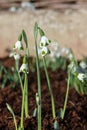 Galanthus Turncoat snowdrops Royalty Free Stock Photo