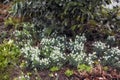 Galanthus woronowii growing in their natural habitat in a dense forest. Green or Woronows snowdrop budding and flowering