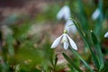 Galantus nivalis One single snowdrop flower with blurred natural background Royalty Free Stock Photo