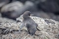 Galapagos baby Penguins(Spheniscus mendiculus) standing on a rock , Isabela Royalty Free Stock Photo