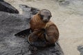 Galapagos Baby Sea Lion