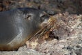 Galapagos Baby Sea LionÃÂ´s head