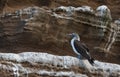 Galapagos birds 5 blue footed booby Royalty Free Stock Photo