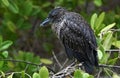 Galapagos birds 4 Royalty Free Stock Photo