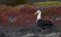 Galapagos birds 13 Royalty Free Stock Photo