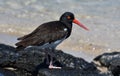 Galapagos birds 28 Royalty Free Stock Photo