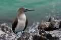 Galapagos birds 30 Royalty Free Stock Photo