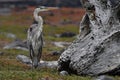 Galapagos birds 34 Royalty Free Stock Photo