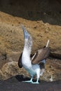 Galapagos blue-footed booby