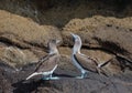 Galapagos blue-footed booby