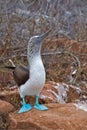 Galapagos blue-footed booby