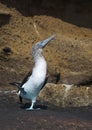 Galapagos blue-footed booby