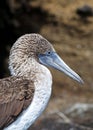 Galapagos blue-footed booby