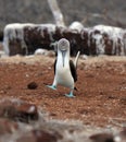 Galapagos blue footed booby eyes off mate