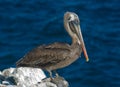 Galapagos Brown Pelican Royalty Free Stock Photo