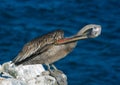 Galapagos Brown Pelican Royalty Free Stock Photo