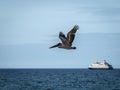 A Galapagos brown Pelican in flight Royalty Free Stock Photo